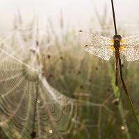 Dew covered Common Darter 2 